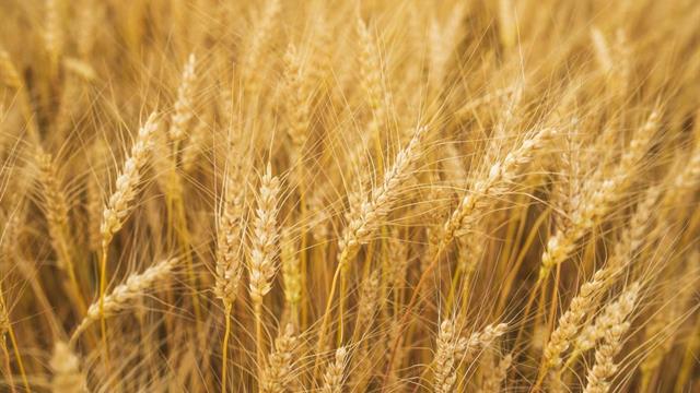 Víte, co je to deproteinovaný pšeničný škrob?